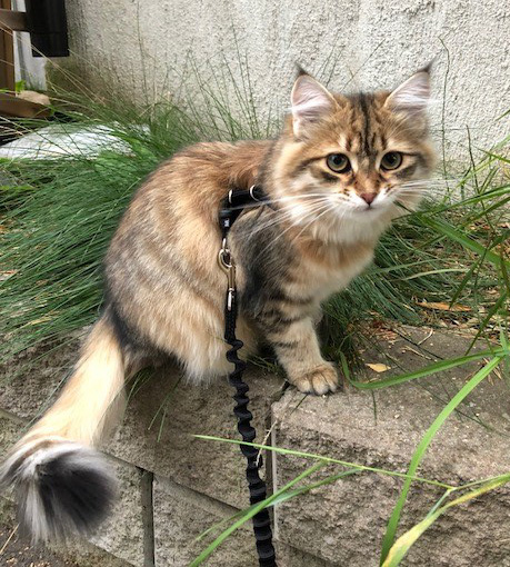 Sibirisk katt Rana
